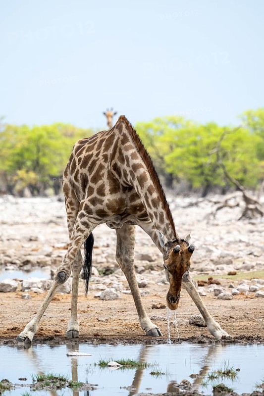 Angola giraffe (Giraffa giraffa angolensis) drinking, Etosha National Park, Namibia