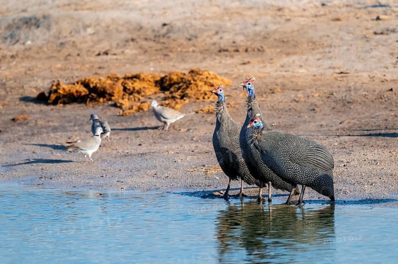 Helmeted guinea fowl (Numida meleagris), Savuti, Chobe Nationalpark, Botswana
