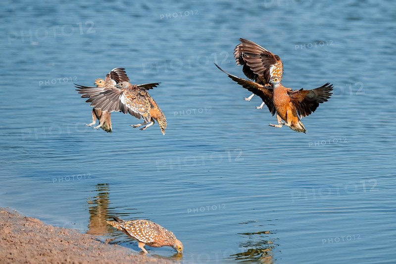 Burchell's sandgrouse (Pterocles burchelli) in flight, Savuti, Chobe Nationalpark, Botswana