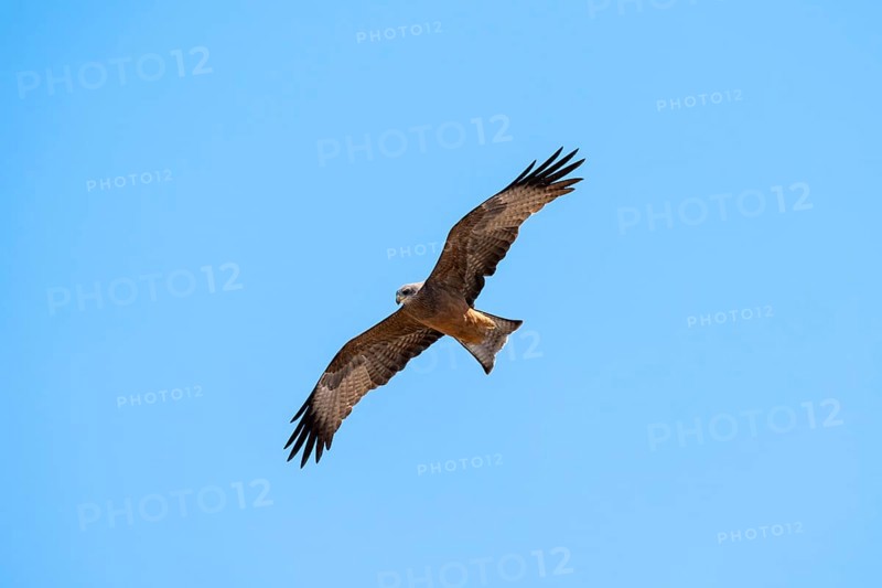 Black kite (Milvus migrans) flying against a blue sky, Savuti, Chobe Nationalpark, Botswana