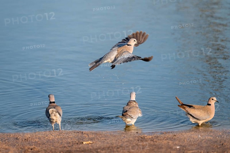 Eurasian collared dove (Streptopelia decaocto) at waterhole, Savuti, Chobe Nationalpark, Botswana