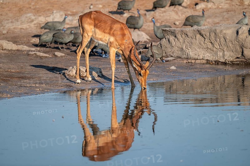 Impala (Aepyceros melampus) drinking at a waterhole, reflection, Savuti, Chobe National Park, Botswana