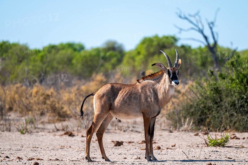 Roan antelope, roan antelope (Hippotragus equinus) drinking, Savuti, Chobe National Park, Botswana