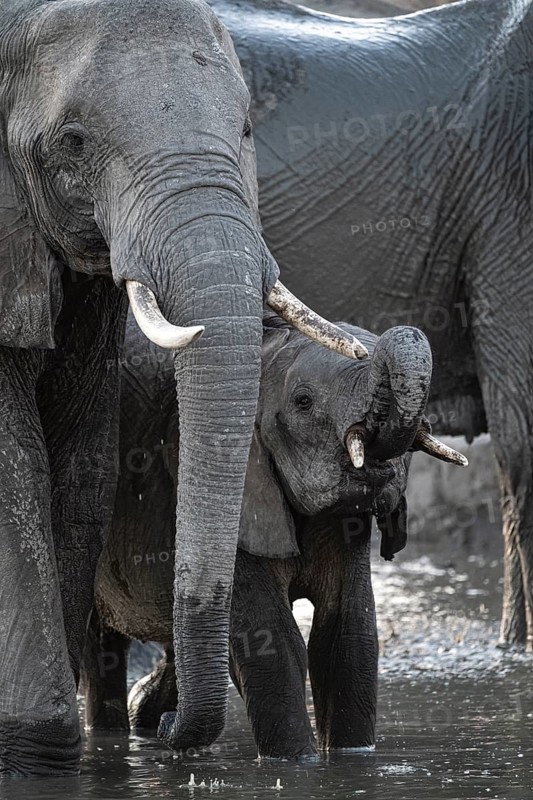 Herd of elephants, African elephant (Loxodonta africana) with young at the waterhole, sunset, Savuti, Chobe National Park, Botswana