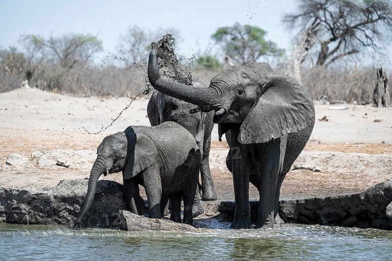 African elephant (Loxodonta africana) splashing itself with mud, Savuti, Chobe National Park, Botswana
