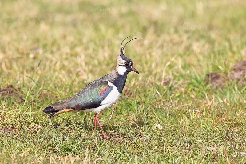 Lapwing (Vanellus vanellus), in splendid plumage, foraging in a marshy meadow, wildlife, Lembruch, Ochsen Moor, Dümmer nature park Park, Lower Saxony, Germany