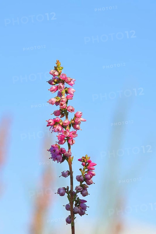 Flowering heather (Calluna vulgaris), heather, Trupacher Heide nature reserve, Siegen, North Rhine-Westphalia, Germany