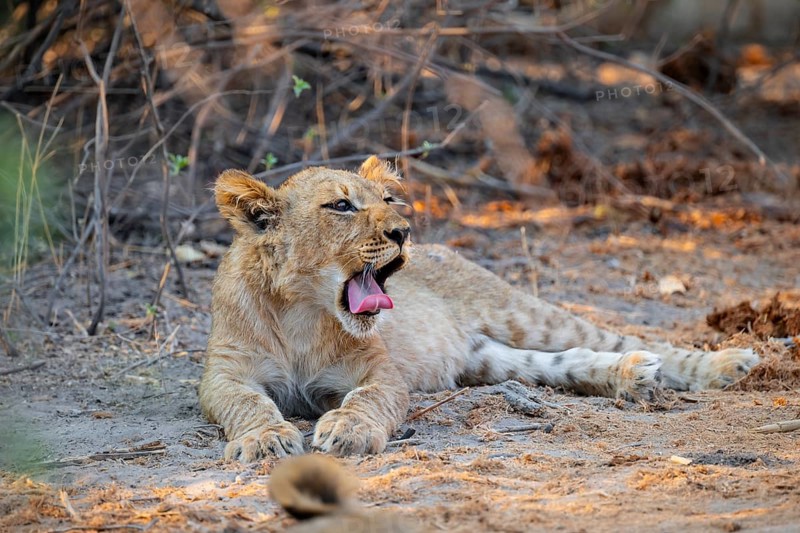 Cub, lion (Panthera leo) yawning, Savuti, Chobe National Park, Botswana