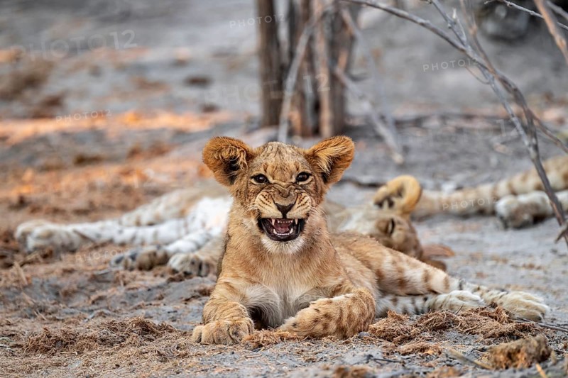 Cub, lion (Panthera leo) yawning and showing teeth, Savuti, Chobe National Park, Botswana