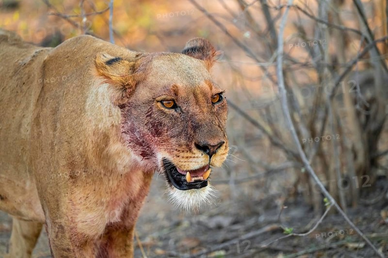Lioness with blood directly after a successful kill, lion (Panthera leo) on the hunt, Savuti, Chobe National Park, Botswana