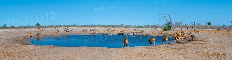 Panorama, impalas and various animals at the waterhole, Savuti, Chobe National Park, Botswana