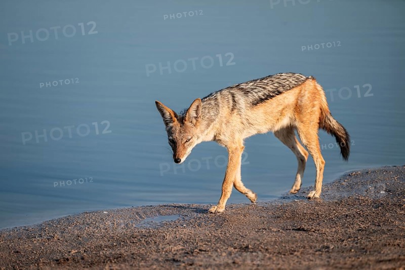 Black-backed jackal (Lupulella mesomelas) at a waterhole, Savuti, Chobe National Park, Botswana