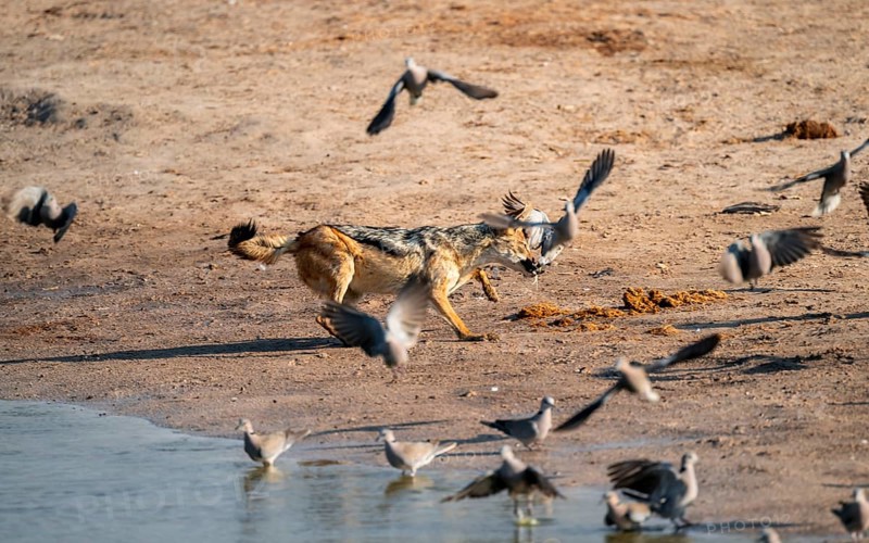 Black-backed jackal (Lupulella mesomelas) hunting pigeons, Savuti, Chobe National Park, Botswana