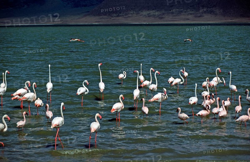 Flamingos, Ngorongoro crater, Tanzania, Africa, June 2000, vintage, retro, old, historic