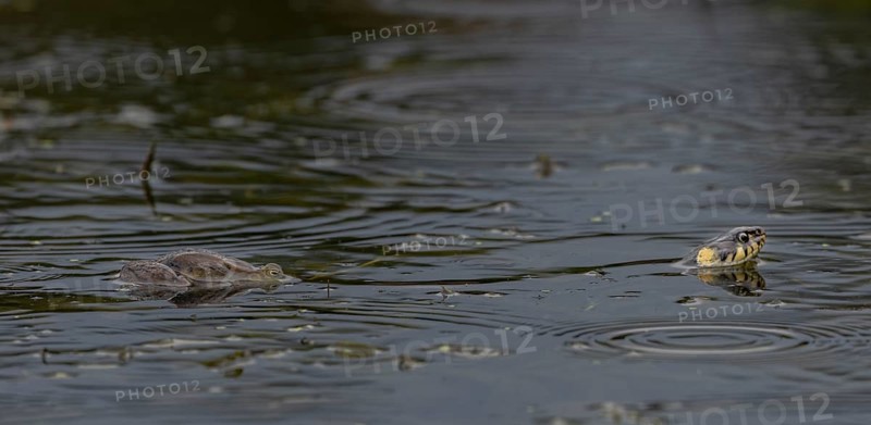 During the mating season, male water frogs (Pelophylax kl. esculentus) clasp anything that moves and appears to be of a suitable size, here the long body of the grass snake (Natrix natrix) has triggered the clasping reflex, Germany