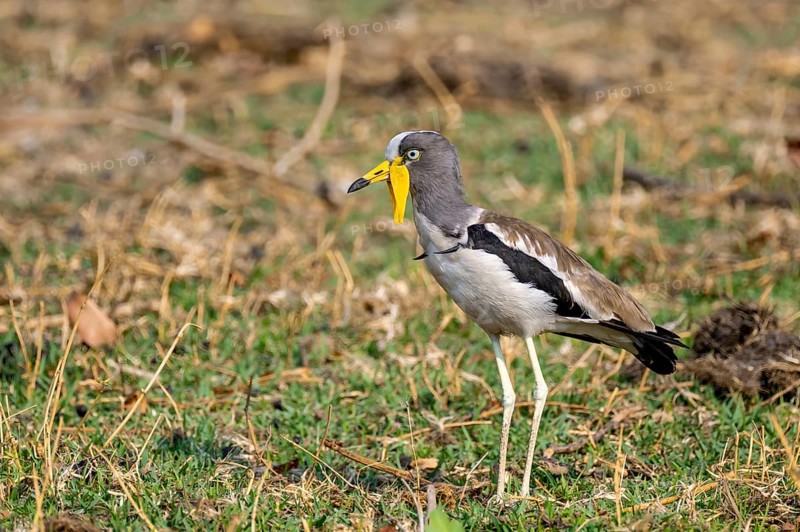 White-crowned lapwing (Vanellus albiceps), Ihaha, Chobe National Park, Botswana
