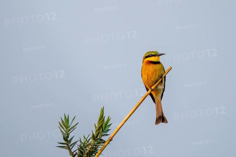 Dwarf spint (Merops pusillus), on the Kavango River, Namibia