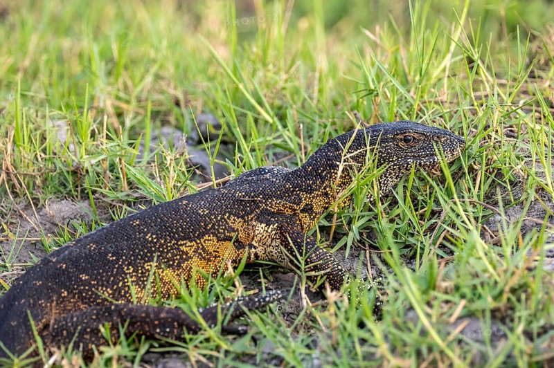 Nile monitor (Varanus niloticus), foraging on the Chobe River, Ihaha, Chobe National Park, Botswana