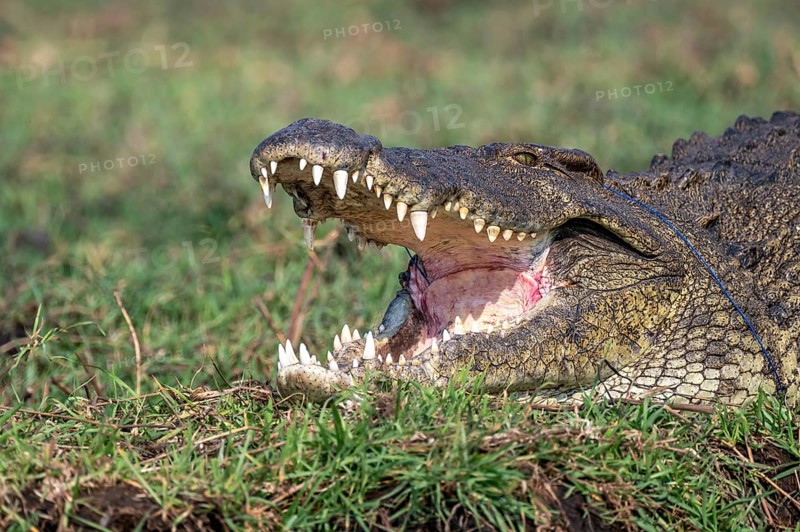 Open mouth, head and teeth, Nile crocodile (Crocodylus niloticus), Ihaha, Chobe National Park, Botswana