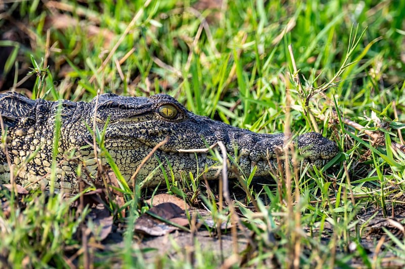 Nile crocodile (Crocodylus niloticus), Ihaha, Chobe National Park, Botswana