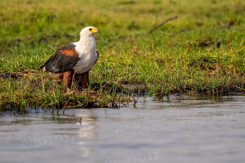 African fish eagle (Haliaeetus vocifer) on the Chobe River, Ihaha, Chobe National Park, Botswana