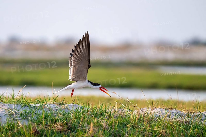 African Skimmer (Rynchops flavirostris), African Skimmer in flight, Ihaha, Chobe National Park, Botswana