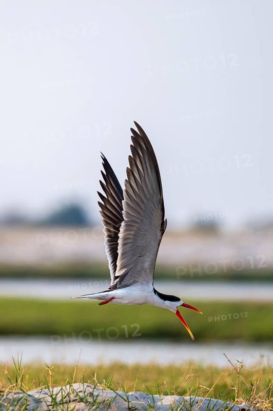 African Skimmer (Rynchops flavirostris), African Skimmer in flight, Ihaha, Chobe National Park, Botswana