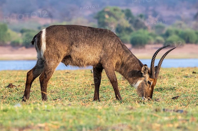 Elliptic waterbuck (Kobus ellipsipiprymnus), male grazing, Ihaha, Chobe National Park, Botswana