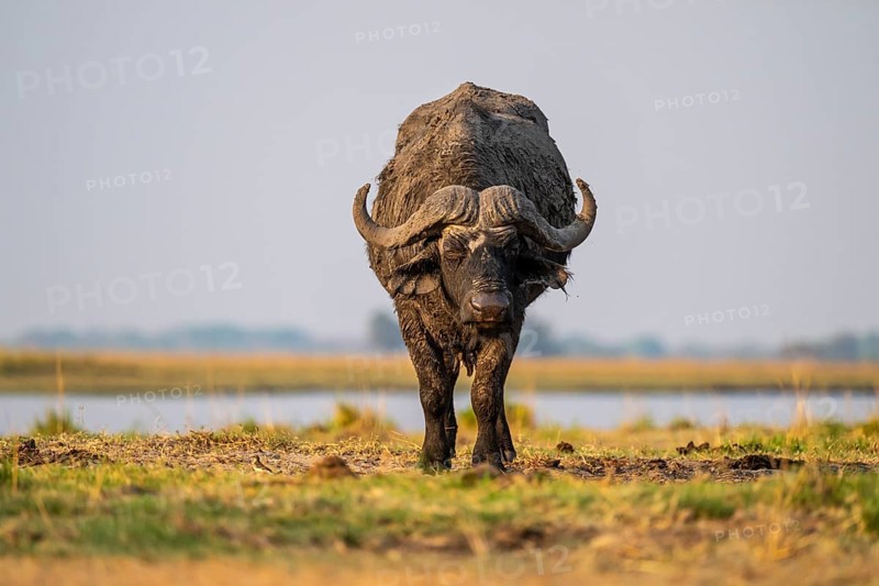 Single Cape buffalo (Syncerus caffer caffer) grazing, Ihaha, Chobe National Park, Botswana