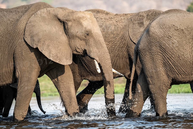 Herd of animals with young, African elephant (Loxodonta africana) drinking at the Chobe River, Ihaha, Chobe National Park, Botswana, Africa