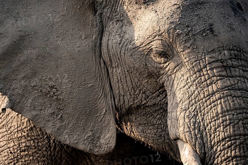 Detail, Animal portrait, African elephant (Loxodonta africana), Ihaha, Chobe National Park, Botswana, Africa