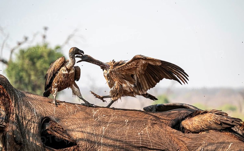 White-backed vultures (Gyps africanus) fighting over carrion, vultures feeding on the carcass of an elephant, Ihaha, Chobe National Park, Botswana