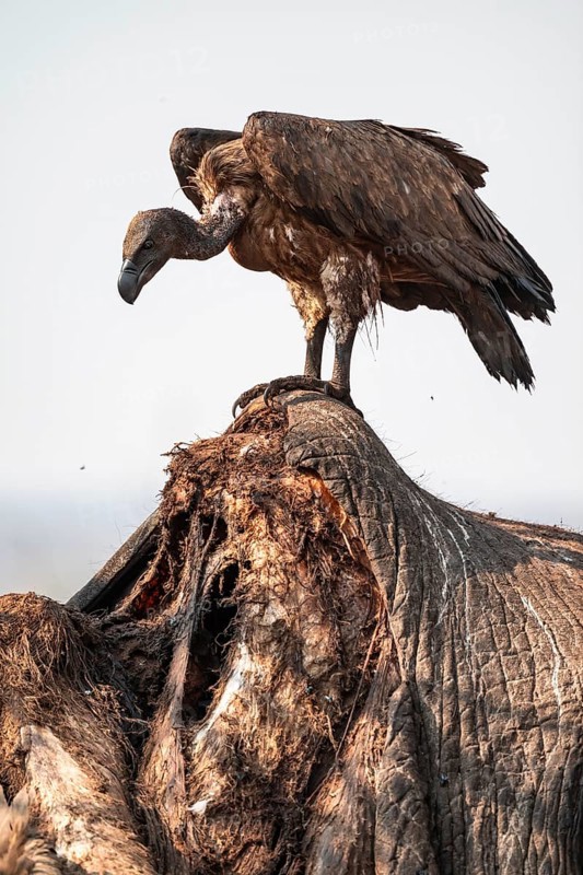 White-backed vulture (Gyps africanus), vulture feeding on the carcass of an elephant, Ihaha, Chobe National Park, Botswana