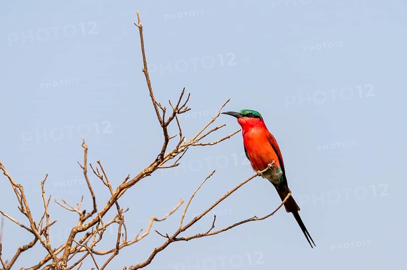 Carmine Bee-eater (Merops nubicoides), Ihaha, Chobe National Park, Botswana