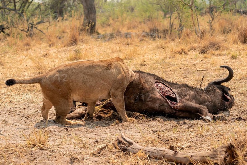 Funny, Kill, Lion (Panthera Leo) eats buffalo, Xakanaxa, Moremi Game Reserve, Botswana