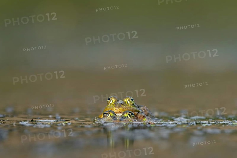 Water frogs (Pelophylax cl. esculentus) during mating, spawning season, Germany