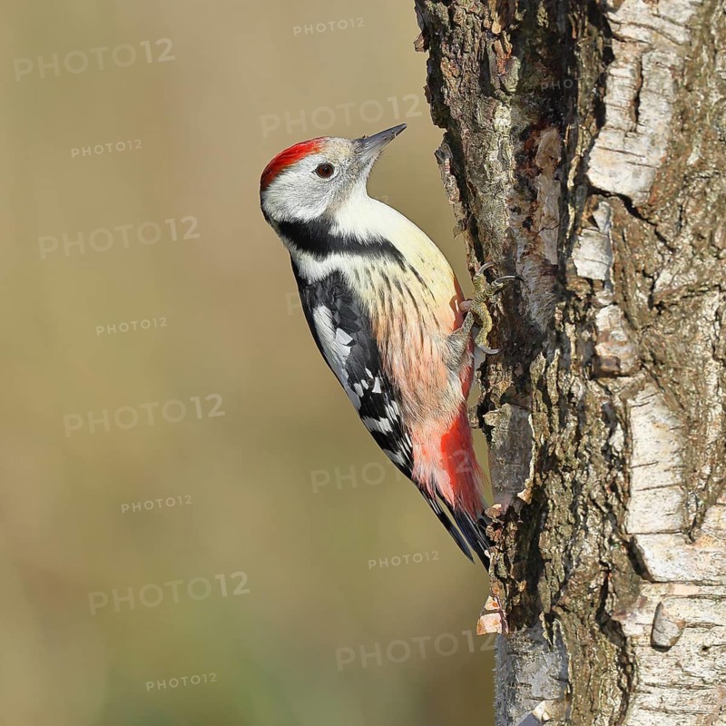 Middle spotted woodpecker (Dendrocopos medius), foraging on the trunk of a common birch (Betula pendula), wildlife, woodpeckers, nature photography, autumn, Wilnsdorf, North Rhine-Westphalia, Germany