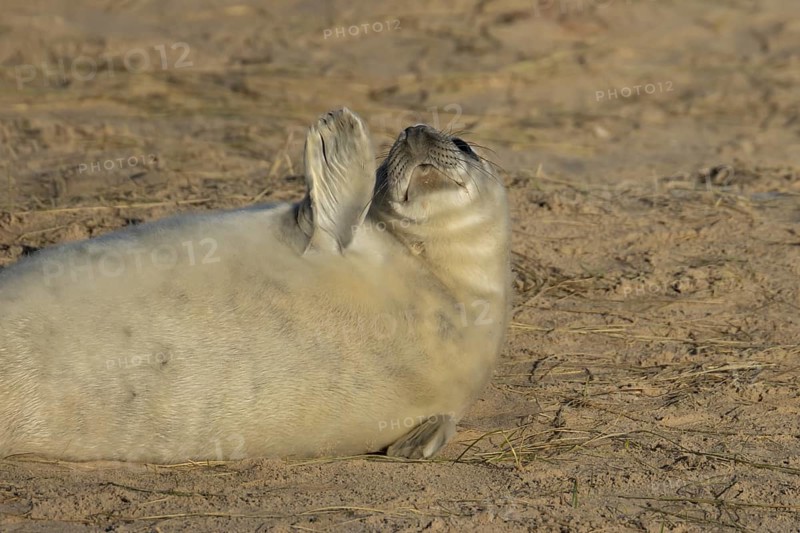 Grey seal (Halichoerus grypus) juvenile baby pup animal resting on a sandy beach in winter, England, United Kingdom