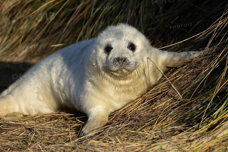 Grey seal (Halichoerus grypus) juvenile baby pup animal resting on a sand dune by a beach in winter, England, United Kingdom