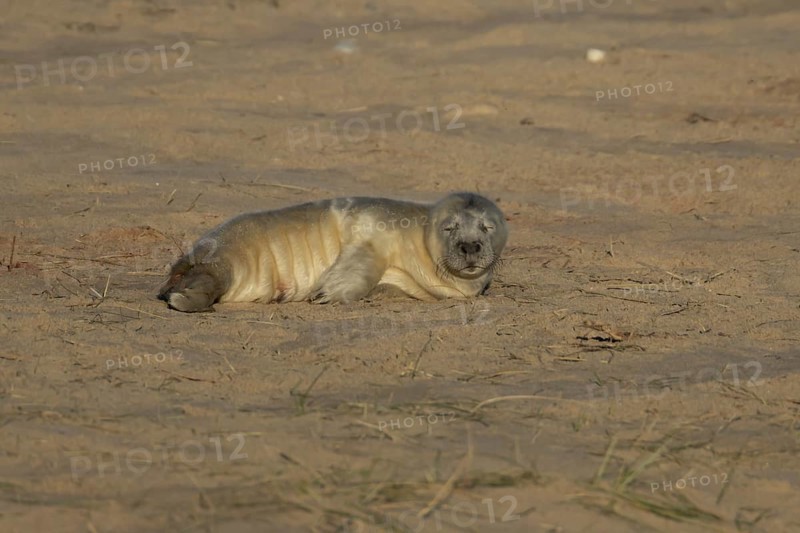 Grey seal (Halichoerus grypus) juvenile baby pup animal sleeping on a sandy beach in winter, England, United Kingdom