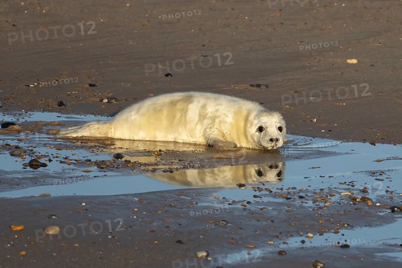 Grey seal (Halichoerus grypus) juvenile baby pup animal with its reflection in water on a beach in winter, England, United Kingdom