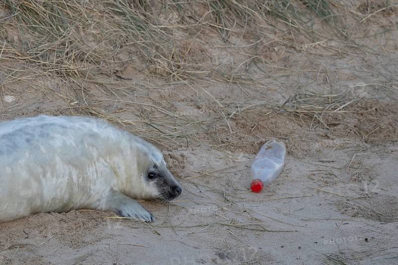 Grey seal (Halichoerus grypus) juvenile baby pup animal resting on a sand dune on a beach in winter next to a plastic bottle left as litter or rubbish which could be an environmental issue or hazard, England, United Kingdom