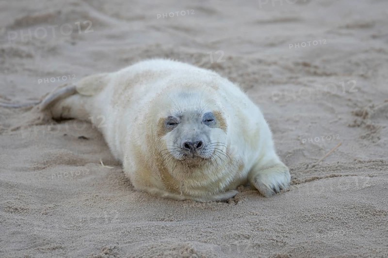 Grey seal (Halichoerus grypus) juvenile baby pup animal sleeping on a sandy beach in winter, England, United Kingdom