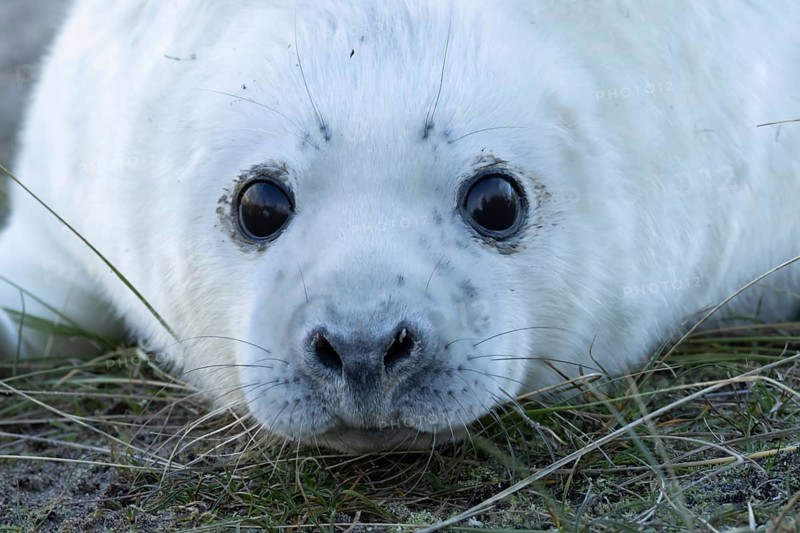 Grey seal (Halichoerus grypus) juvenile baby pup animal head portrait in winter, England, United Kingdom
