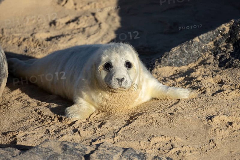 Grey seal (Halichoerus grypus) juvenile baby pup animal on a sandy beach in winter, England, United Kingdom
