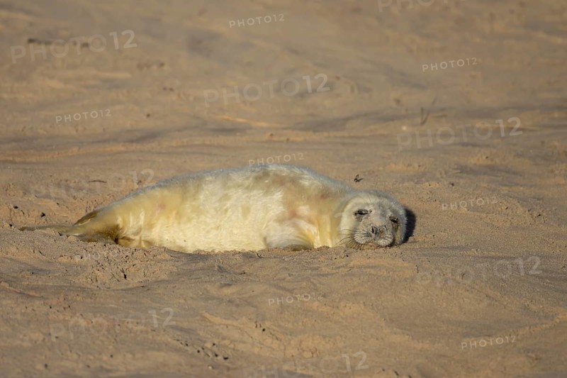 Grey seal (Halichoerus grypus) juvenile baby pup animal sleeping on a sandy beach in winter, England, United Kingdom