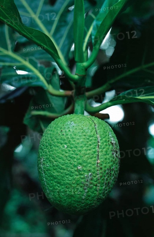 Breadfruit (Artocarpus altilis), Zanzibar, Tanzania, June 2000, vintage, retro, old, historical