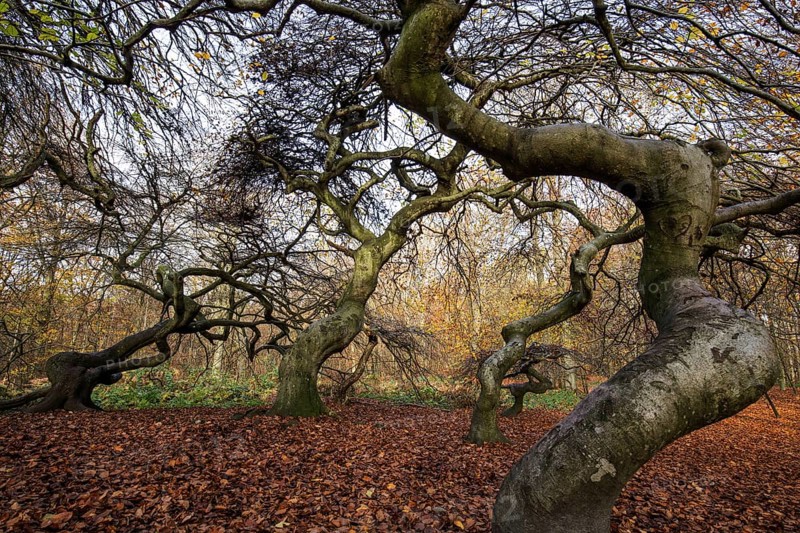 Süntelbuchen (Fagus sylvatica), cripple beeches, Hexenwald, Semper Forest Park, near Lietzow, Rügen, Mecklenburg-Western Pomerania, Germany
