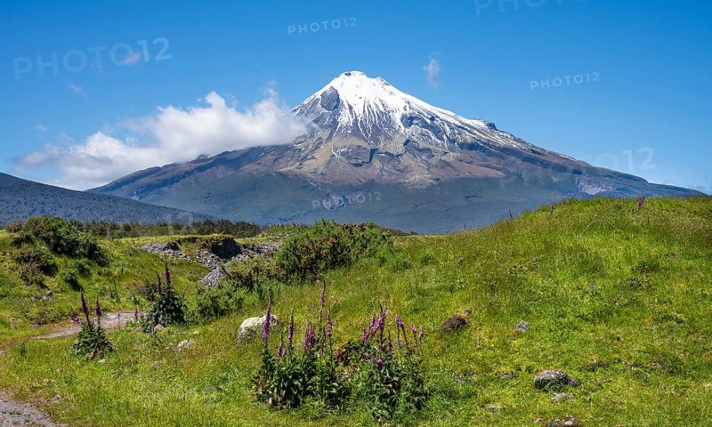 Mount Taranaki, in the foreground blooming foxglove (Digitalis purpurea) Egmont National Park, Taranaki Region, North Island, New Zealand