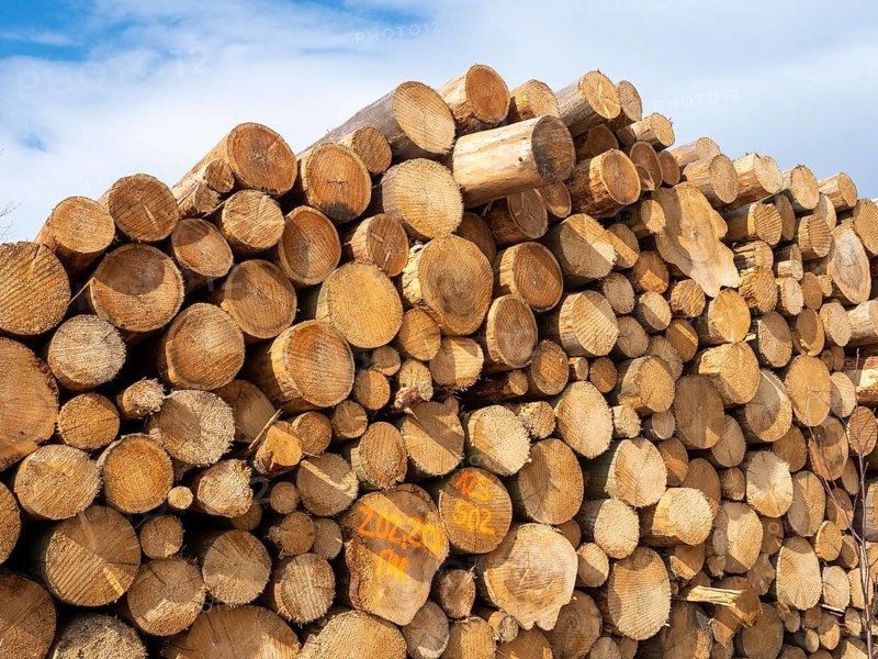 Sawn spruce logs, bark beetle wood, Germany